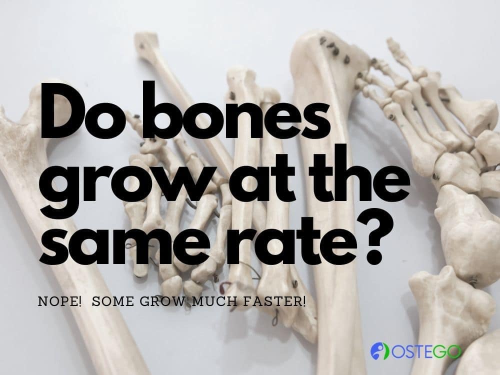 bone development